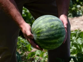 Como usar o evidence na melancia?